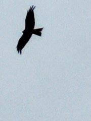 Red Kite